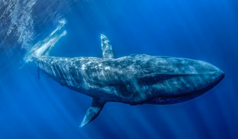 1. Cá voi mũi nhọn có thể có hơn 10 cái dạ dày. Cá voi có 2 khoang dạ dày lớn, dạ dày chính của nó và một dạ dày môn vị.