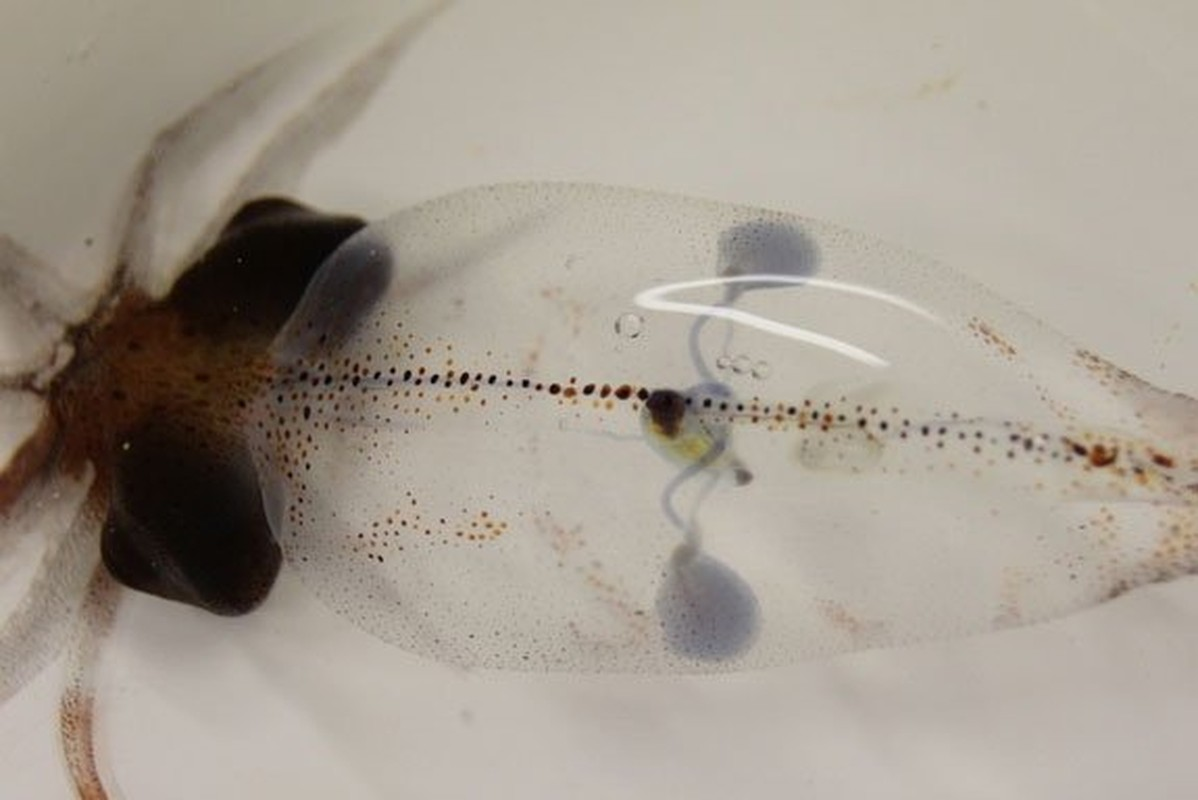 Đặc biệt, máu được ba quả tim trên cung cấp không có màu đỏ như chúng ta vẫn tưởng tượng. Thực tế, máu của các loại thân mềm này có màu xanh do tế bào chứa nhiều nguyên tố đồng.