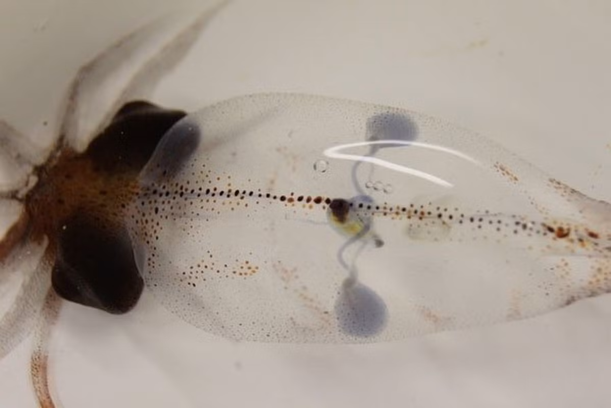 Đặc biệt, máu được ba quả tim trên cung cấp không có màu đỏ như chúng ta vẫn tưởng tượng. Thực tế, máu của các loại thân mềm này có màu xanh do tế bào chứa nhiều nguyên tố đồng.