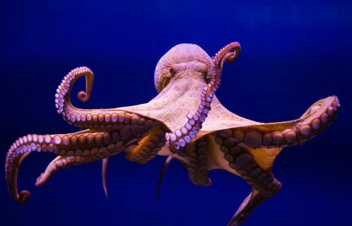 3. Có thể bạn sẽ bất ngờ khi biết rằng tất cả các loài thủy sinh bao gồm bạch tuộc, mực ống hay sao biển trên thực tế đều có tới ba trái tim.