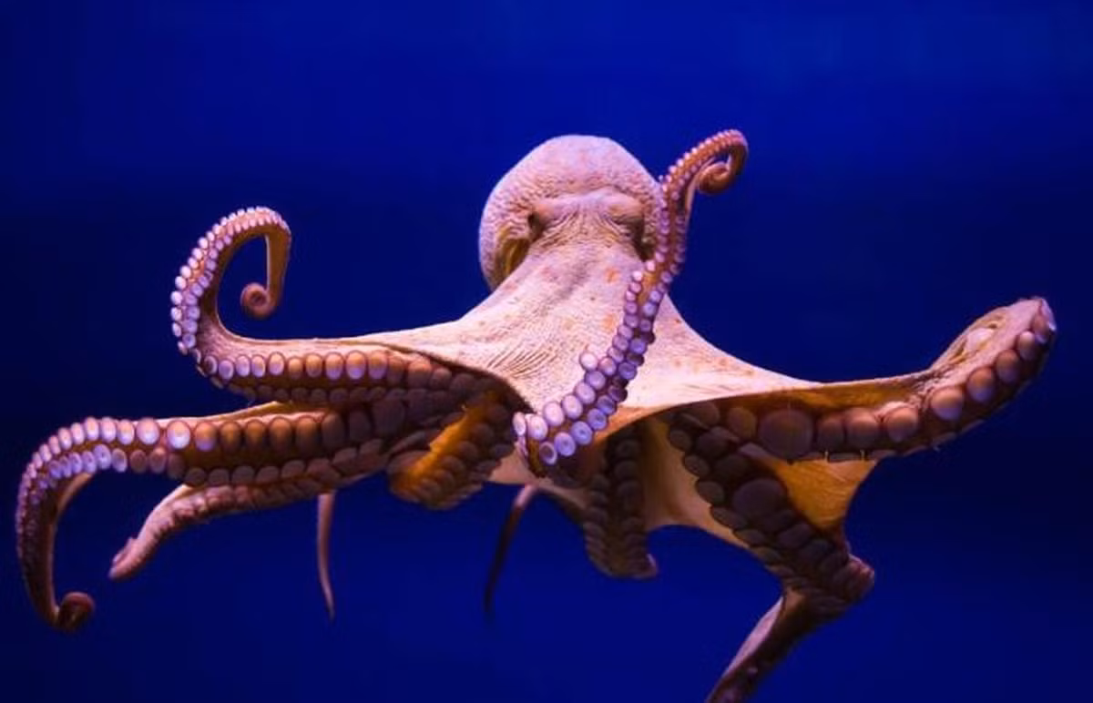 3. Có thể bạn sẽ bất ngờ khi biết rằng tất cả các loài thủy sinh bao gồm bạch tuộc, mực ống hay sao biển trên thực tế đều có tới ba trái tim.