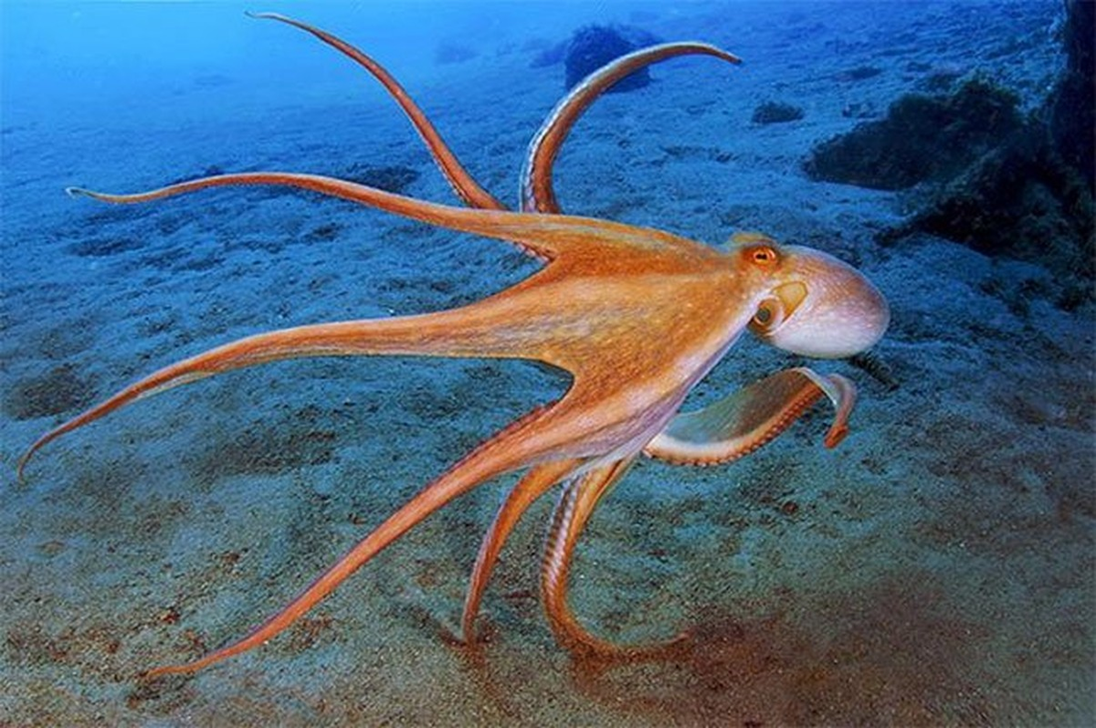 Trong khi quả tim còn lại nằm ở giữa chúng, à systemic heart với nhiệm vụ bơm máu đã đầy oxi trở lại cơ thể.