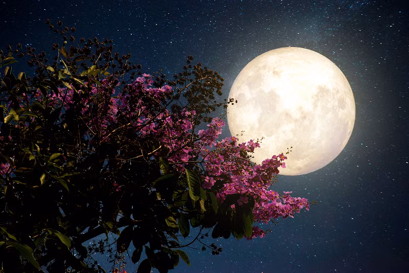 Để ngắm siêu trăng giun, người quan sát nên chọn nơi có vị trí cao, tầm nhìn ra đường chân trời phía đông rõ ràng. Siêu trăng giun có thể dễ dàng quan sát được khi trời quang đãng.