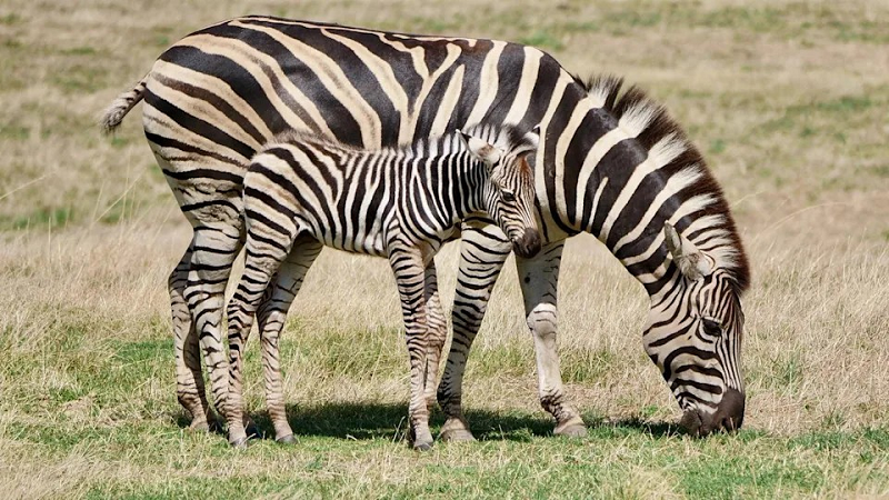 Giải thích cho lý do này, các nhà khoa học khẳng định các vùng lông có màu trắng và đen có tốc độ hấp thụ và tỏa nhiệt khác nhau, nên sự sắp xếp sọc vằn có thể tạo ra được sự đối lưu không khí thích hợp nhất cho cơ thể loài ngựa. Nói một cách khác, nó chính là một chiếc điều hòa vô hình được tích hợp trên cơ thể ngựa vằn.