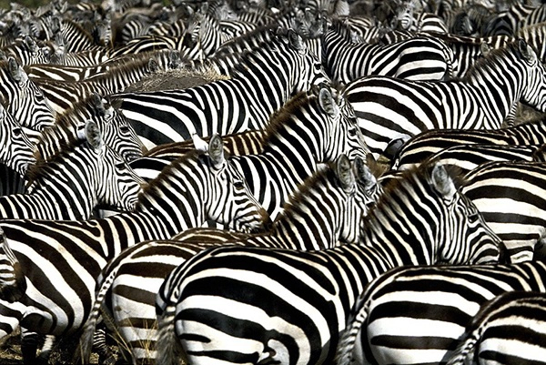 Sau khi phát hiện ra sở thích đặc biệt này, họ liền hướng sự quan tâm đến nhóm ngựa vằn. Họ đã đặt một số tấm bảng mô tả ngựa đen, ngựa trắng và ngựa sọc với chiều rộng khác nhau tại các cánh đồng của một trang trại ngựa ở vùng nông thôn Hungary.