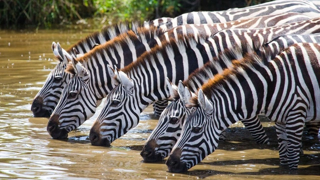 Từ các phân tích kết hợp với điều kiện sống, các nhà khoa học đã tìm ra được một mối liên kết khá rõ ràng giữa nhiệt độ và lớp da của ngựa vằn. Qua đó, thường ở những khu vực nóng nhất thì ngựa vằn sẽ có nhiều sọc hơn mức bình thường và đồng thời chúng cũng sẽ có sọc màu đậm hơn cả khi ở các vùng nhiệt đới.