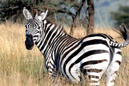 Khi ngựa vằn di chuyển sẽ tạo ra cảm nhận thông tin sai lệch cho người xem. Con người và nhiều loài động vật khác có hệ thần kinh phát hiện chuyển động dựa trên đường nét vật thể nên dễ bị hiểu nhầm, đánh giá sai chuyển động của con vật.