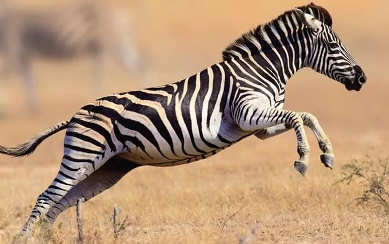 Ở nhóm ngựa đen và nâu (nói chung là những con ngựa màu tối), các chuyên gia nhận thấy cơ thể chúng phát ra ánh sáng dao động theo chiều ngang.