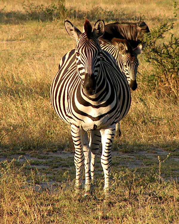 Ngoài tác dụng bảo vệ ngựa vằn khỏi các loài ăn thịt thì các sọc trên thân ngựa vằn còn giúp ngựa vằn có thể điều hòa được thân nhiệt.Sự khác biệt giữa cách hấp thụ và tỏa nhiệt ở các vùng lông có màu tối và sáng trên da ngựa vằn chính là nguyên nhân để tạo nên sọc.