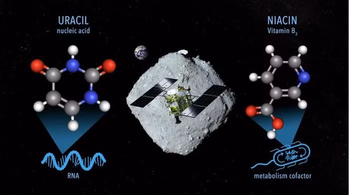 RNA và DNA - ribonucleic axit và deoxyribonucleic axit - được coi là bản hướng dẫn chi tiết để tạo nên một sinh vật sống, trong khi đó uracil chính là một trong những khối xây dựng chính để tạo thành RNA.