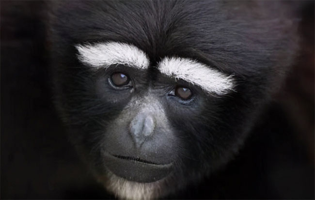 Thêm nữa, răng hàm của vượn Junzi imperialis có kích thước bất thường. Từ khám phá này, các chuyên gia suy đoán con vật này có thể là thú cưng của Hạ Cơ phu nhân.