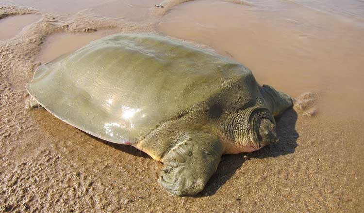 Trên mai tượng đồng con giải này có khắc chữ thời nhà Thương (năm 1766 TCN tới khoảng năm 1122 TCN).