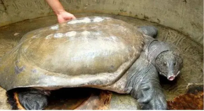 Sau khi kiểm định kỹ càng, các chuyên gia đã xác định “con ba ba” là món đồ bằng đồng cổ. Tuổi đời của nó ít nhất là 3.000 năm tuổi, có giá hơn 6.000 tỷ đồng.