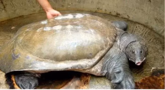 Sau khi kiểm định kỹ càng, các chuyên gia đã xác định “con ba ba” là món đồ bằng đồng cổ. Tuổi đời của nó ít nhất là 3.000 năm tuổi, có giá hơn 6.000 tỷ đồng.