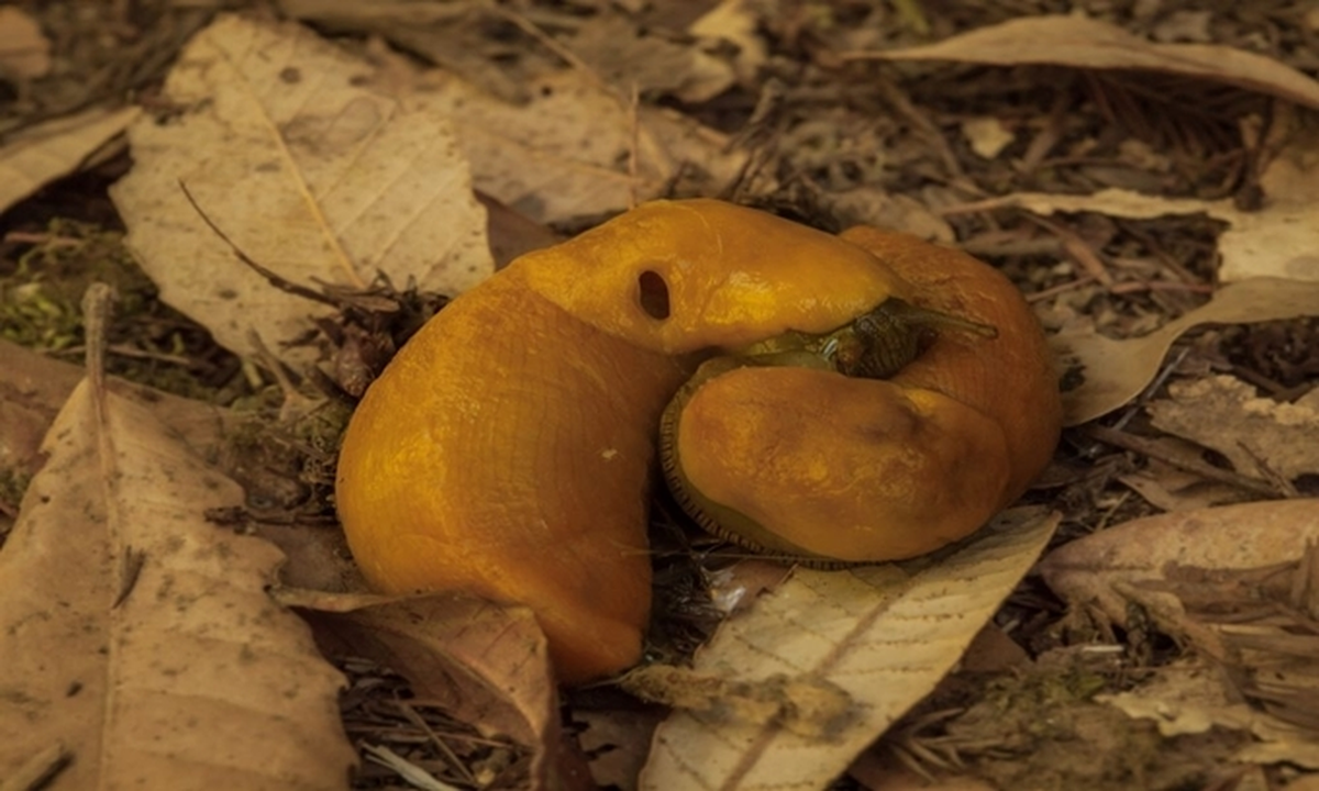 1. Sên chuối (banana slug) có cơ thể màu vàng và chiều dài cơ thể khoảng 25 cm. Sên chuối là động vật lưỡng tính, nghĩa là chúng đồng thời sử dụng cả cơ quan sinh sản đực và cái.