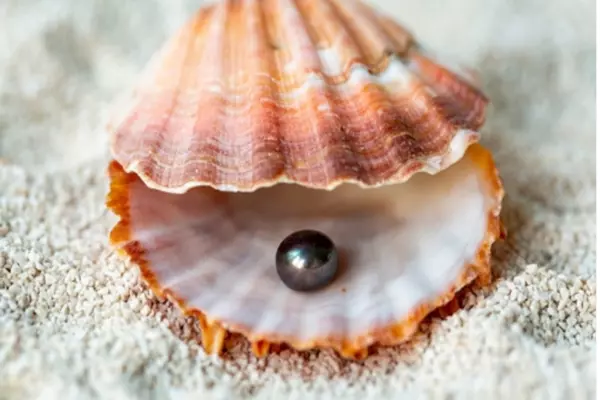 Trong lúc ăn vẹm đỏ, anh Kim phát hiện một vật thể hình tròn, màu đen xám, có ánh nhũ mờ, kết cấu khá mềm và đặc sắc.