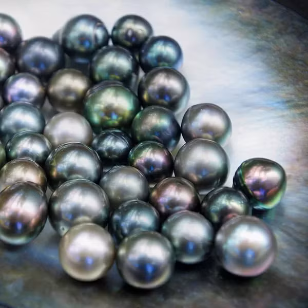 Tuy nhiên trong tổng số 1000 viên thu hoạch cùng thời điểm chỉ có khoảng 8 viên có độ tròn đều, tương đồng với nhau về màu sắc và kích thước có thể đính trên một cặp hoa tai. Bên cạnh đó, tỷ lệ có được viên ngọc trai sắc đen huyền này là cực kỳ hiếm.