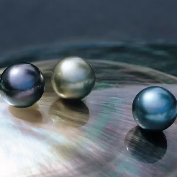 Rất có thể đã luộc vẹm đỏ nên ngọc trai ở bên trong đã bị hỏng.