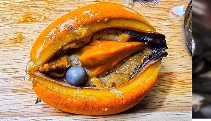 Anh Kim, sinh sống ở Hàn Quốc và làm công việc sáng tạo nội dung trên mạng với nội dung thiên về ẩm thực. Gần đây, anh Kim có mua vẹm đỏ về để phục vụ cho công việc của mình.