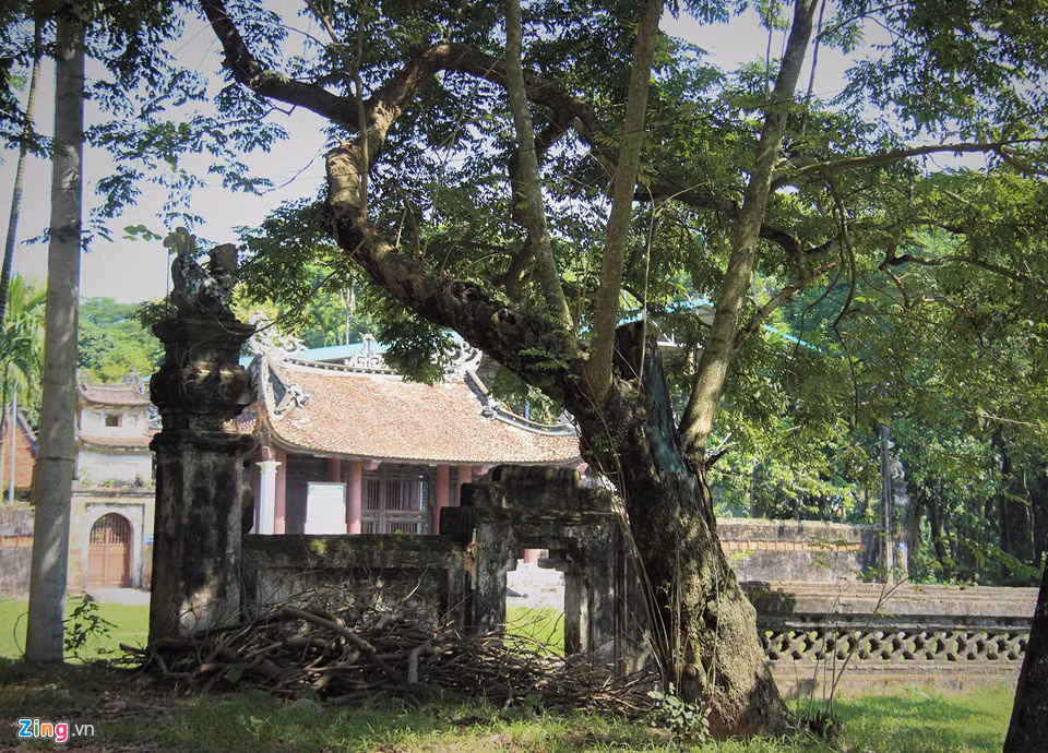 Dan lap chot canh giu 3 cay sua tram tuoi o dinh lang