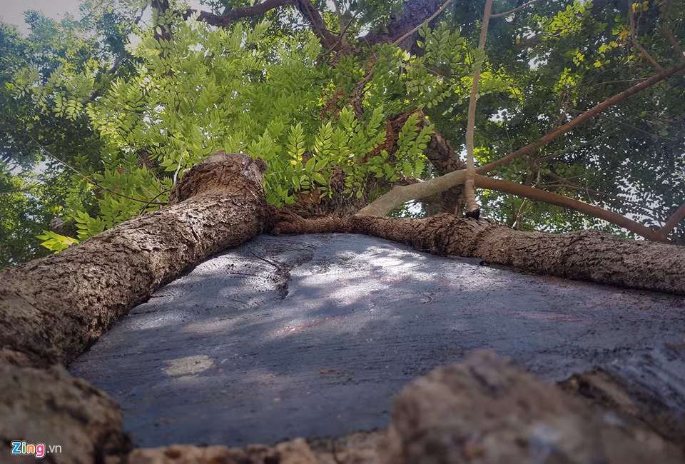 Dan lap chot canh giu 3 cay sua tram tuoi o dinh lang-Hinh-5