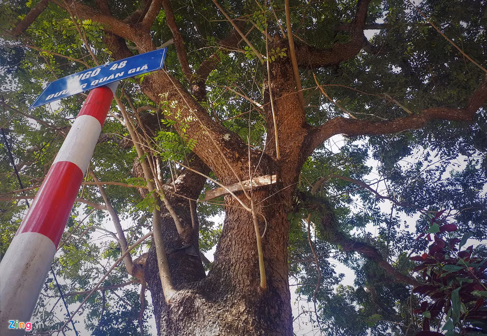 Dan lap chot canh giu 3 cay sua tram tuoi o dinh lang-Hinh-2