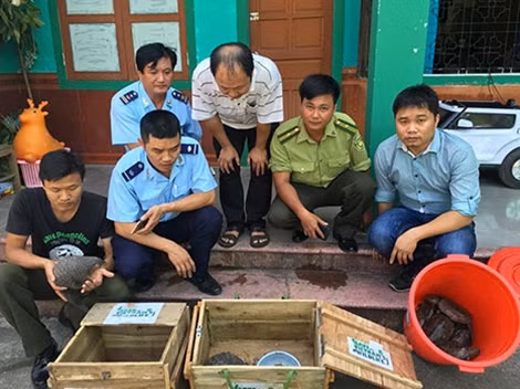 Giai cuu thanh cong 2 ca the te te vang quy hiem