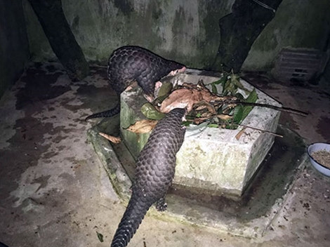 Giai cuu thanh cong 2 ca the te te vang quy hiem-Hinh-2