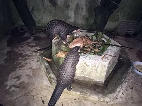 Giai cuu thanh cong 2 ca the te te vang quy hiem-Hinh-2