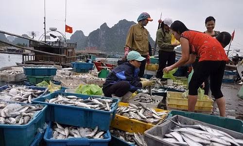 Cong bo ket qua xet nghiem hai san o mien Trung