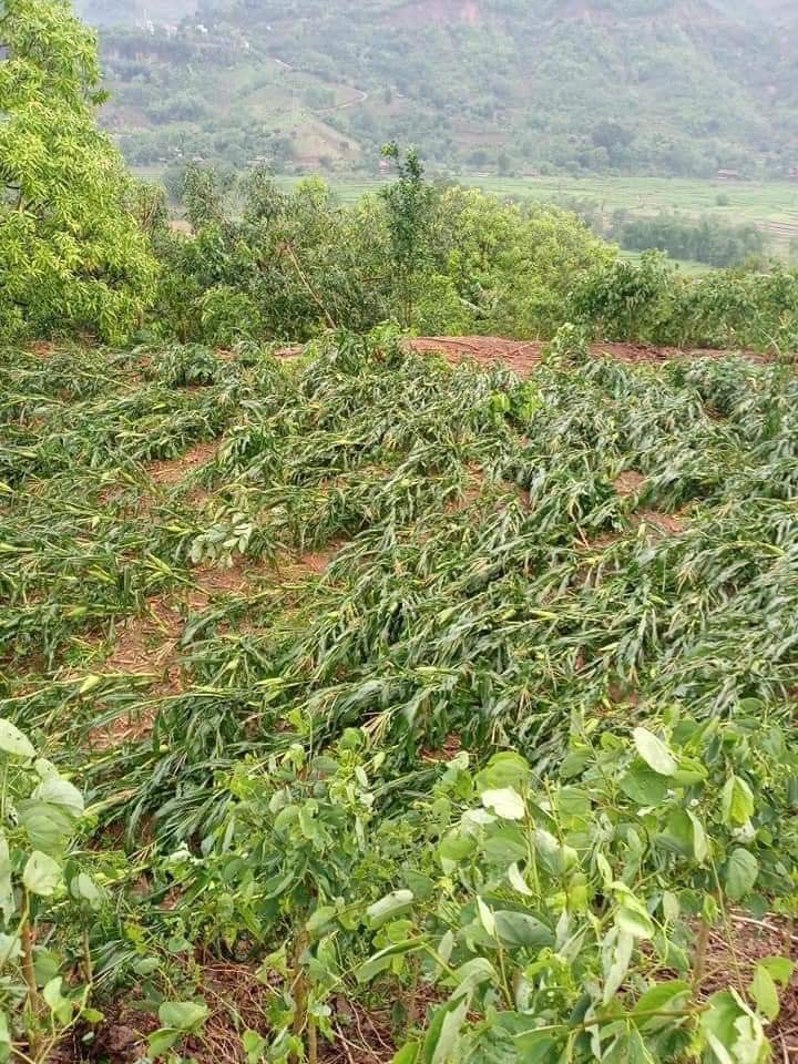 Do ảnh hưởng của không khí lạnh nên ở các tỉnh phía Tây Bắc Bộ và các tỉnh Thanh Hóa đến Phú Yên có mưa rào và dông, cục bộ có mưa vừa, mưa to; riêng các tỉnh Nghệ An đến Quảng Ngãi có mưa vừa, có nơi mưa to.