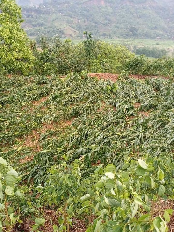 Do ảnh hưởng của không khí lạnh nên ở các tỉnh phía Tây Bắc Bộ và các tỉnh Thanh Hóa đến Phú Yên có mưa rào và dông, cục bộ có mưa vừa, mưa to; riêng các tỉnh Nghệ An đến Quảng Ngãi có mưa vừa, có nơi mưa to.