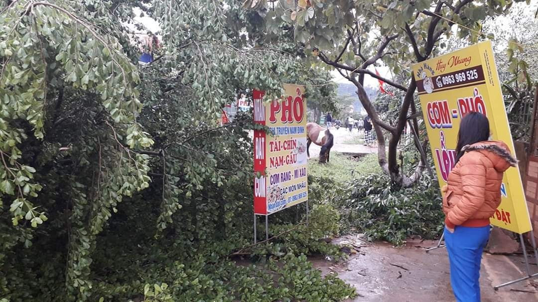 Nhiều cây cối tại huyện Mộc Châu đổ rạp