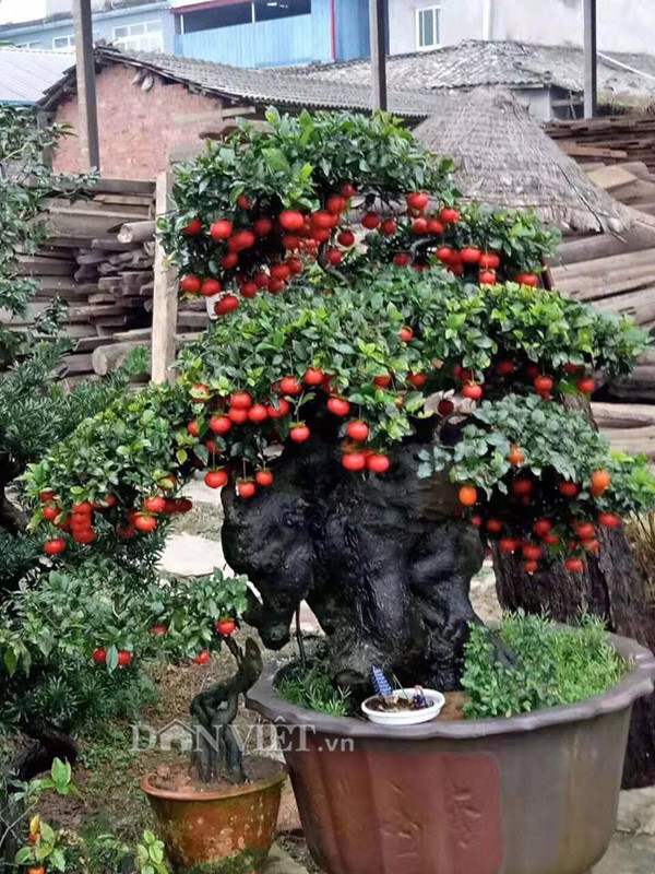 “Choi ngong”, dai gia chi tram trieu mua hong da hiem ve chung Tet-Hinh-3