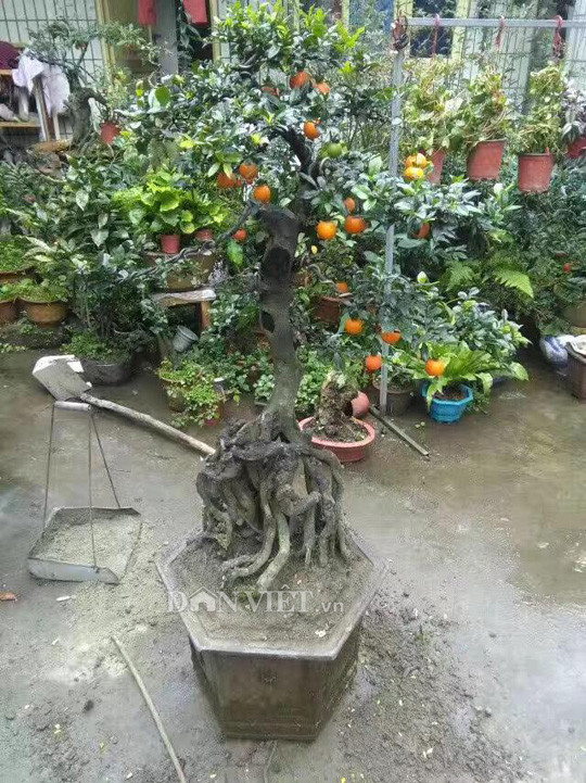 “Choi ngong”, dai gia chi tram trieu mua hong da hiem ve chung Tet-Hinh-4