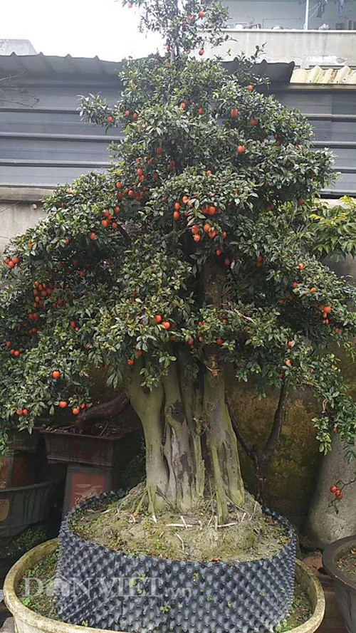 “Choi ngong”, dai gia chi tram trieu mua hong da hiem ve chung Tet-Hinh-2