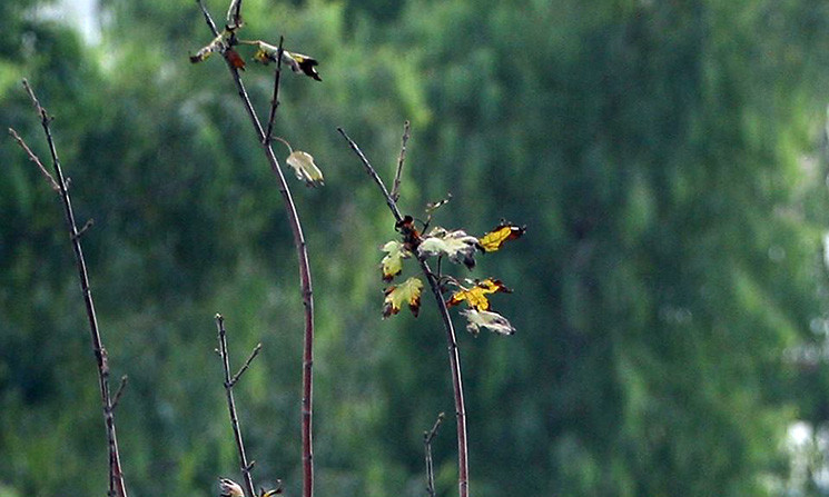 ... lá rụng chỉ còn lưa thưa vài chiếc trên cành, nhưng vẫn là màu xanh héo.