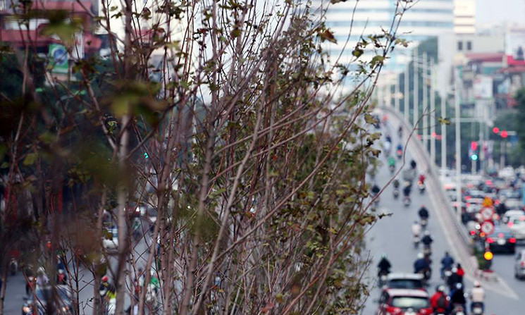 Người dân không khỏi ngỡ ngàng vì chẳng thấy lá phong chuyển màu đỏ đâu, ngược lại chỉ thấy những chiếc lá càng ngày càng héo rụng.