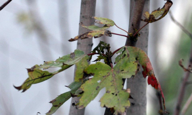 Phải nhìn rất kỹ mới có thể thấy được một chút nào màu đỏ hiện trên lá phong, nhưng lá cũng chỉ trong tình trạng nửa xanh - nửa đỏ.