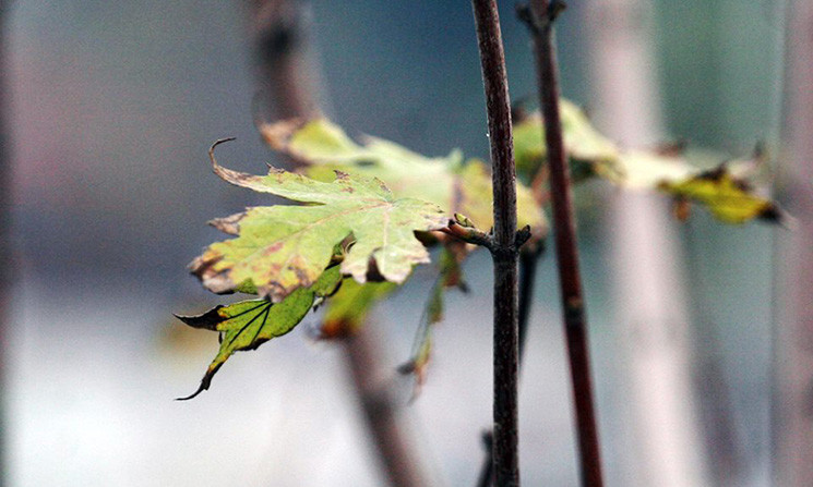 Mép lá cây phong trở nên khô quắt, phần héo đang xâm chiếm dần toàn bộ chiếc lá.