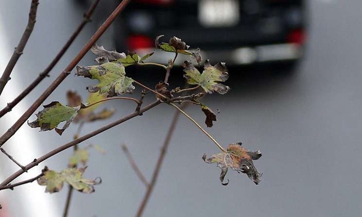 Nhiều cây phong lá đã bị héo toàn bộ...