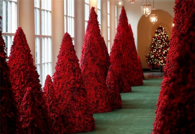 Hàng cây quả mọng đỏ.