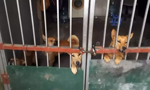 Ha Noi: Hai hung hai be trai bi dan cho tan cong can xe-Hinh-2