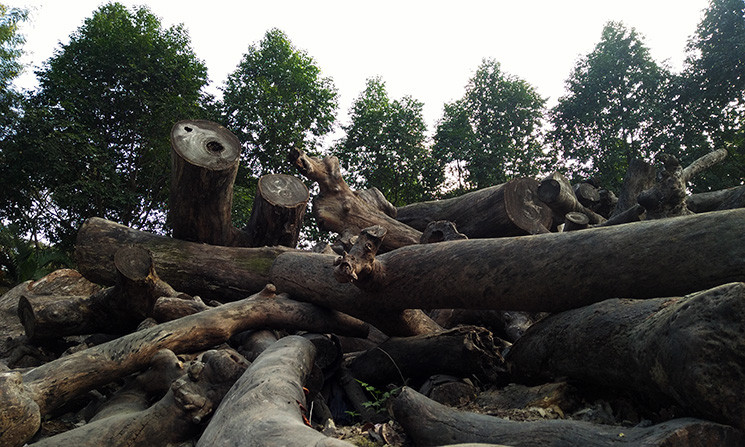 Anh: Lo ngai hoa hoan o dong go muc kho tai cong vien Tuoi tre
