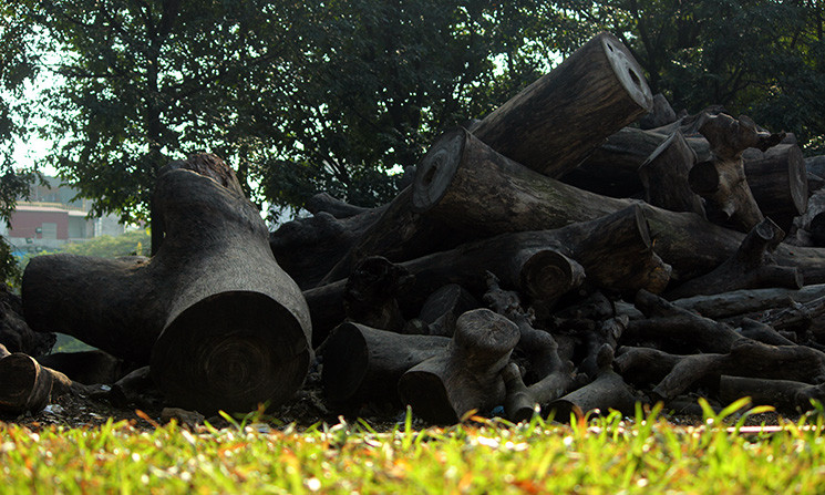 Theo tìm hiểu của PV Kiến Thức, những gốc cây, khối gỗ này đều là cây xanh trồng trong khu vực TP Hà Nội, do mùa mưa bão cây bị gãy đổ hay bị đốn hạ để dọn dẹp đường phố. Cây sau đó được đưa về khu vực công viên Tuổi trẻ Thủ đô tập kết.
