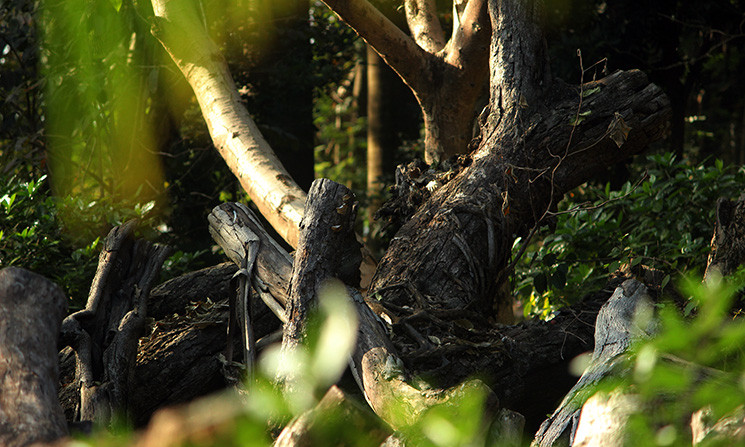 Lo ngại hơn, là số gỗ càng ngày càng bị khô mục đi nhưng vẫn không được bảo quản hoặc xử lý, điều này khiến người dân lo ngại sẽ bị “bà hỏa” hỏi thăm.