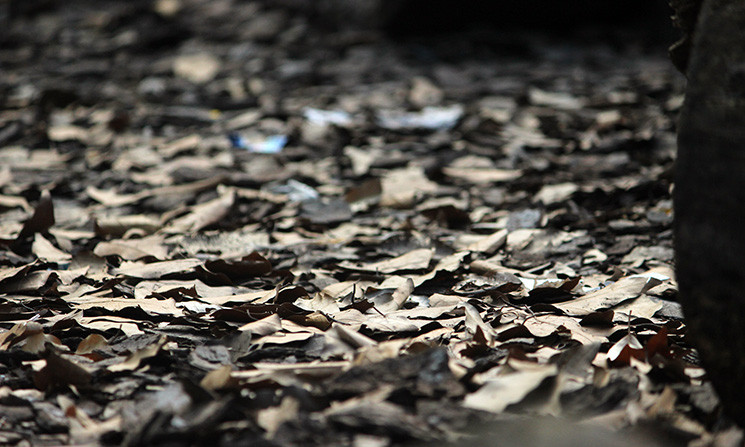 Xung quanh khu tập kết gỗ này lá cây khô rụng thành lớp dày, chỉ sơ xuất làm rơi tàn thuốc lá đang hút xuống sẽ gây nên hỏa hoạn bất kỳ lúc nào.