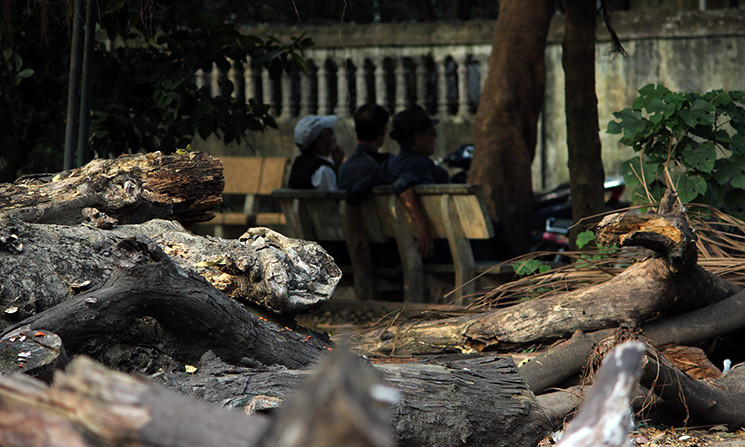 Số lượng gỗ khô được tập kết rất nhiều còn thu hẹp diện tích vui chơi của người dân đến công viên Tuổi trẻ Thủ đô.