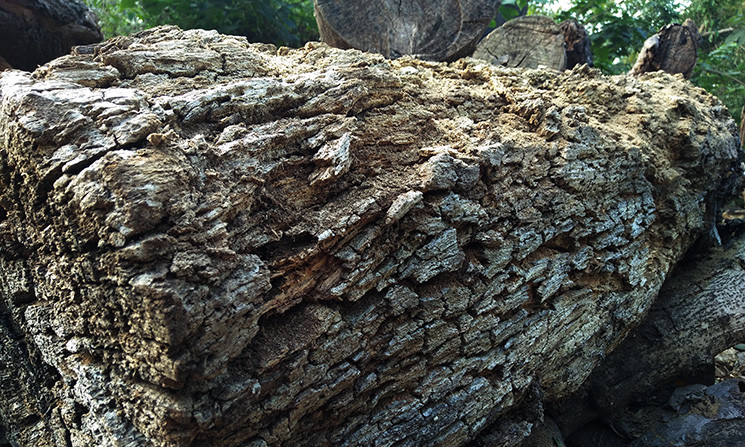 Nhìn những cây, khúc gỗ được tập kết ở đây ngày ngày bị khô mục người dân vô cùng lo ngại, nếu chẳng may xảy ra hỏa hoạn sẽ vô cùng nguy hiểm.