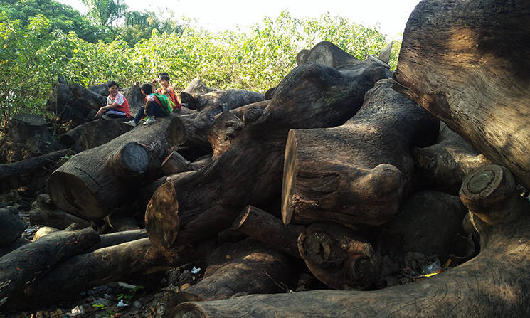 Tuy nhiên, mỗi ngày vẫn có nhiều em nhỏ khi đến đây vui chơi, thản nhiên leo trèo lên đống gỗ mà không thấy ai nhắc nhở...
